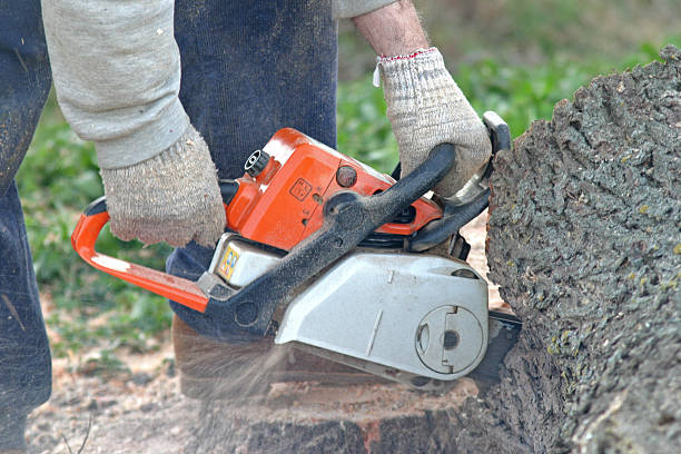 Best Arborist Consultation Services  in Marathon, FL